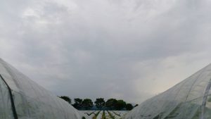 シャインマスカット枝管理