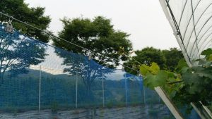 シャインマスカット枝管理