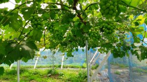 ピオーネ4年目枝管理