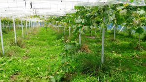 ピオーネ4年目枝管理