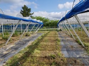 アグリスジャパン天空のピオーネ農園