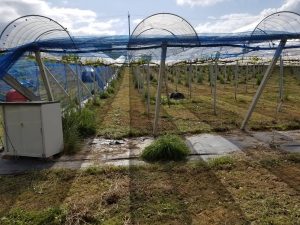 アグリスジャパン天空のピオーネ農園