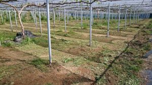 アグリスジャパン天空のピオーネ農園