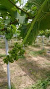アグリスジャパン天空のピオーネ農園