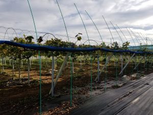 アグリスジャパン天空のピオーネ農園