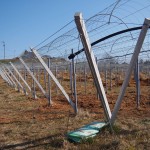 天空のピオーネ農園アグリスジャパン