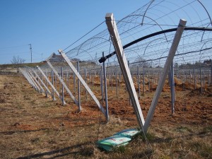 天空のピオーネ農園アグリスジャパン