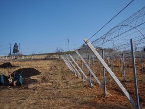 天空のピオーネ農園アグリスジャパン