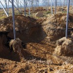 天空のピオーネ農園アグリスジャパン