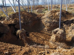 天空のピオーネ農園アグリスジャパン