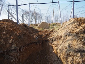 天空のピオーネ農園アグリスジャパン