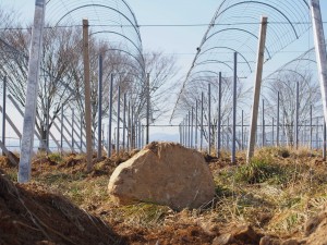 天空のピオーネ農園アグリスジャパン