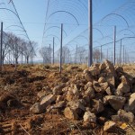 天空のピオーネ農園アグリスジャパン