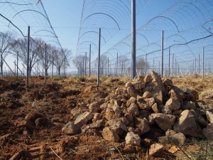 天空のピオーネ農園アグリスジャパン