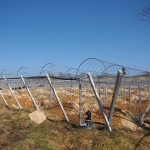 天空のピオーネ農園アグリスジャパン