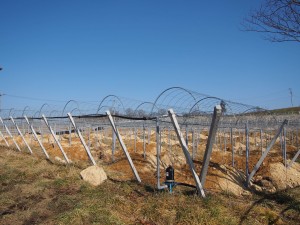 天空のピオーネ農園アグリスジャパン