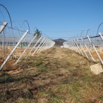 天空のピオーネ農園アグリスジャパン