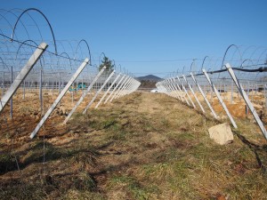 天空のピオーネ農園アグリスジャパン
