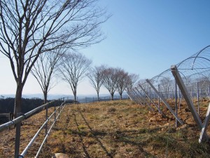 天空のピオーネ農園アグリスジャパン