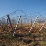 天空のピオーネ農園アグリスジャパン