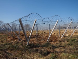 天空のピオーネ農園アグリスジャパン
