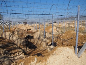 天空のピオーネ農園アグリスジャパン