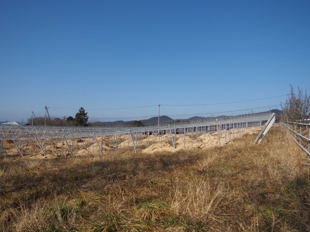 天空のピオーネ農園アグリスジャパン