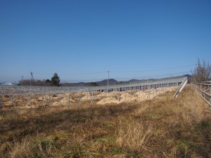 天空のピオーネ農園アグリスジャパン