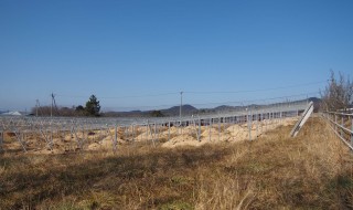 天空のピオーネ農園アグリスジャパン