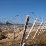 天空のピオーネ農園アグリスジャパン