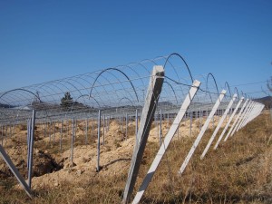 天空のピオーネ農園アグリスジャパン