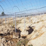 天空のピオーネ農園アグリスジャパン