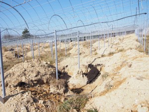 天空のピオーネ農園アグリスジャパン