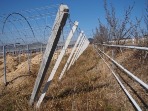 天空のピオーネ農園アグリスジャパン