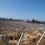 天空のピオーネ農園アグリスジャパン