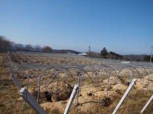 天空のピオーネ農園アグリスジャパン