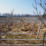 天空のピオーネ農園アグリスジャパン