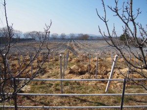 天空のピオーネ農園アグリスジャパン