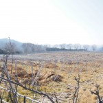 天空のピオーネ農園アグリスジャパン