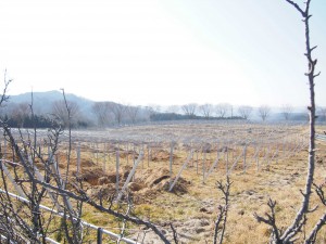 天空のピオーネ農園アグリスジャパン