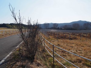 天空のピオーネ農園アグリスジャパン