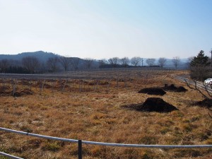 天空のピオーネ農園アグリスジャパン