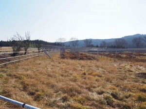 天空のピオーネ農園アグリスジャパン