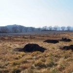 天空のピオーネ農園アグリスジャパン