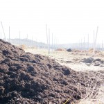 天空のピオーネ農園アグリスジャパン