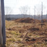 天空のピオーネ農園アグリスジャパン