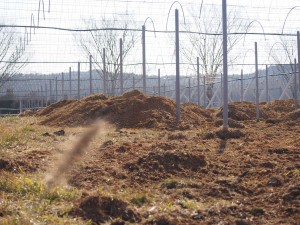 天空のピオーネ農園アグリスジャパン