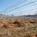 天空のピオーネ農園アグリスジャパン