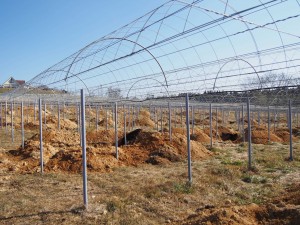 天空のピオーネ農園アグリスジャパン