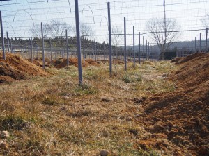 天空のピオーネ農園アグリスジャパン